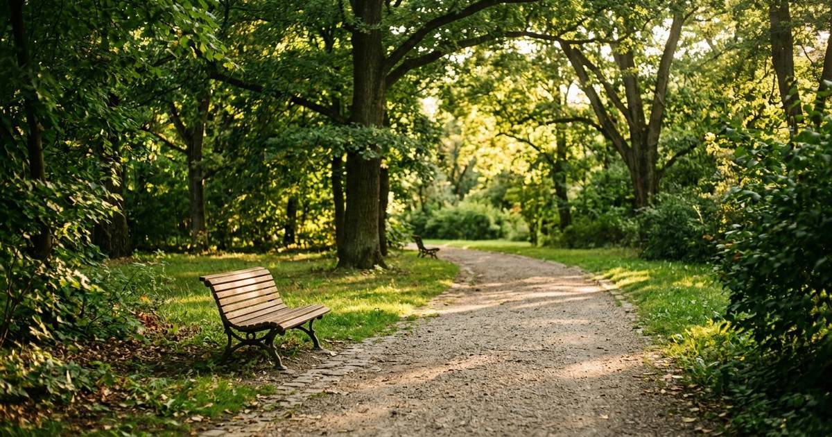 Un camino de tierra entre árboles en un parque, con un banco vacío y la luz filtrándose entre las hojas